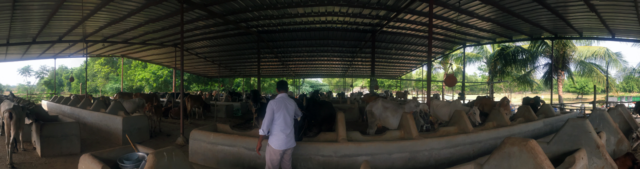Aria Dairy Farms